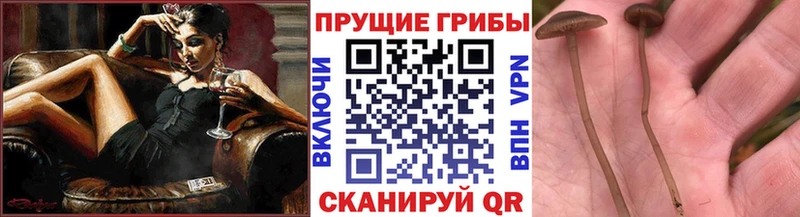 Псилоцибиновые грибы ЛСД  мориарти клад  Могоча 